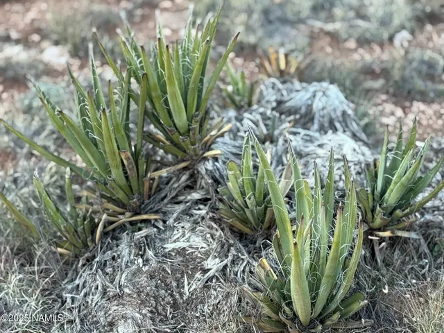 a view of a tiny house with a yard