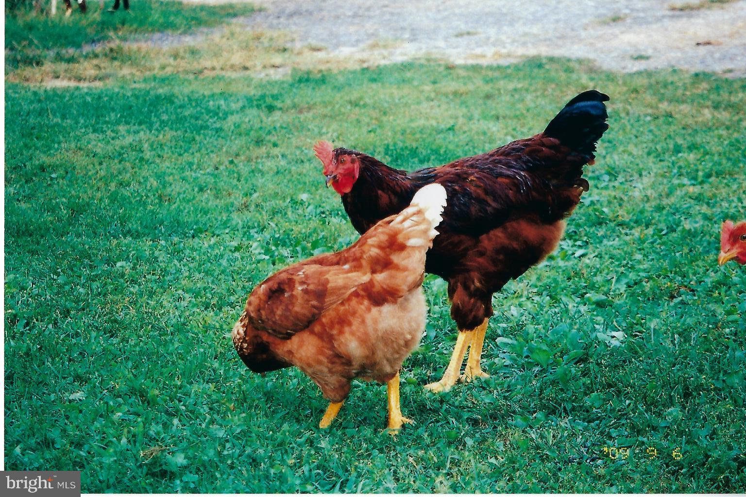 851 Lewisberry Road Lewisberry, PA 17339 - Photo 34 of 41 Keep chickens for fresh eggs!