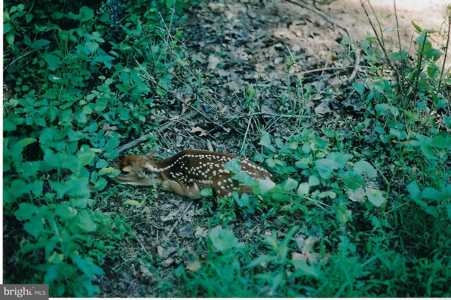 851 Lewisberry Road Lewisberry, PA 17339 - Photo 38 of 41 Imagine seeing a fawn as you take a morning walk