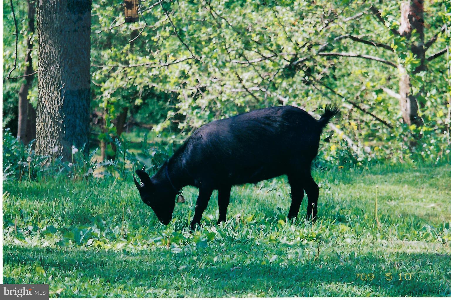 851 Lewisberry Road Lewisberry, PA 17339 - Photo 40 of 41 Want to keep goats? With 7 acres, you can.