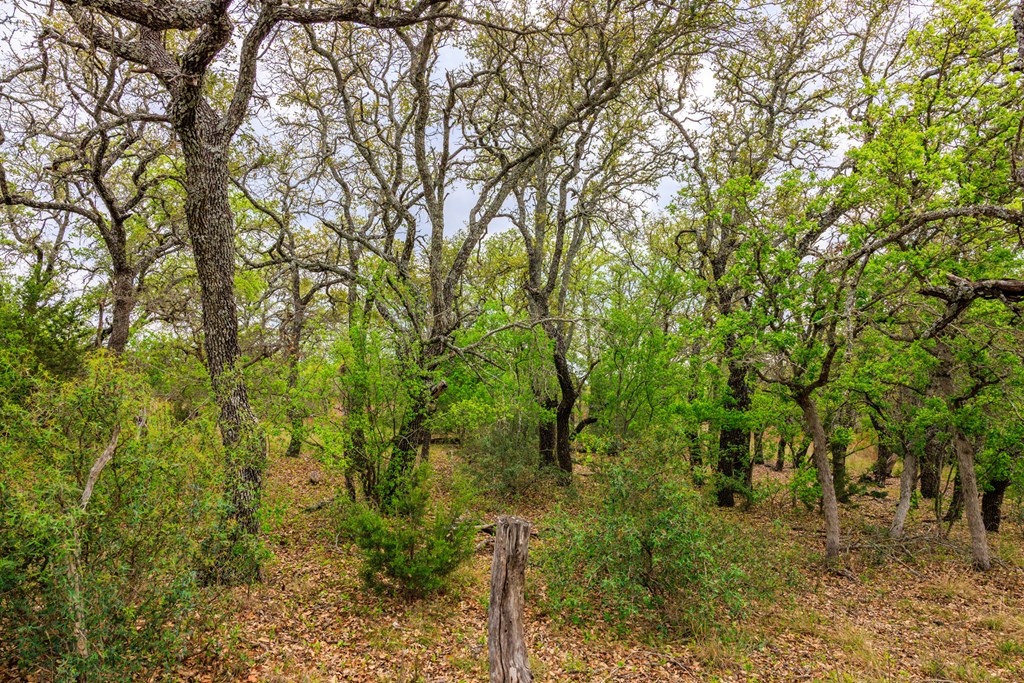 3276 Link Doss, TX 78618 - Photo 24 of 44 a view of a yard with large trees