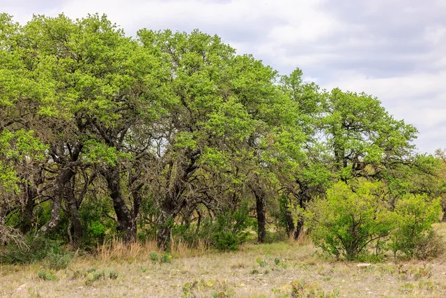 a view of a yard with trees