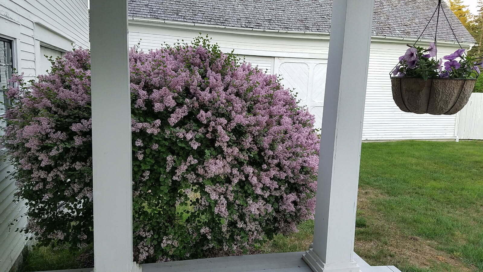 384 Point Road Hancock, ME 04640 - Photo 44 of 70 Lilac bush from courtyard porch.