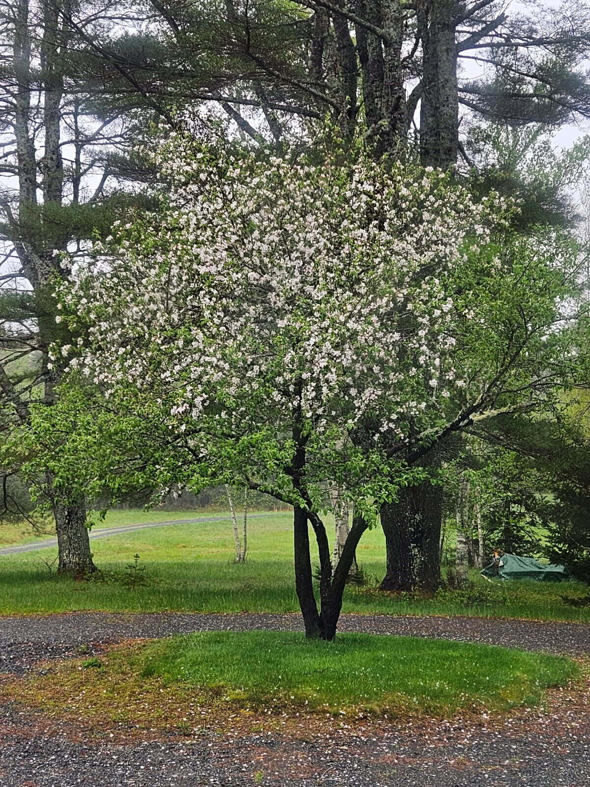 384 Point Road Hancock, ME 04640 - Photo 50 of 70 Apple tree on circle.