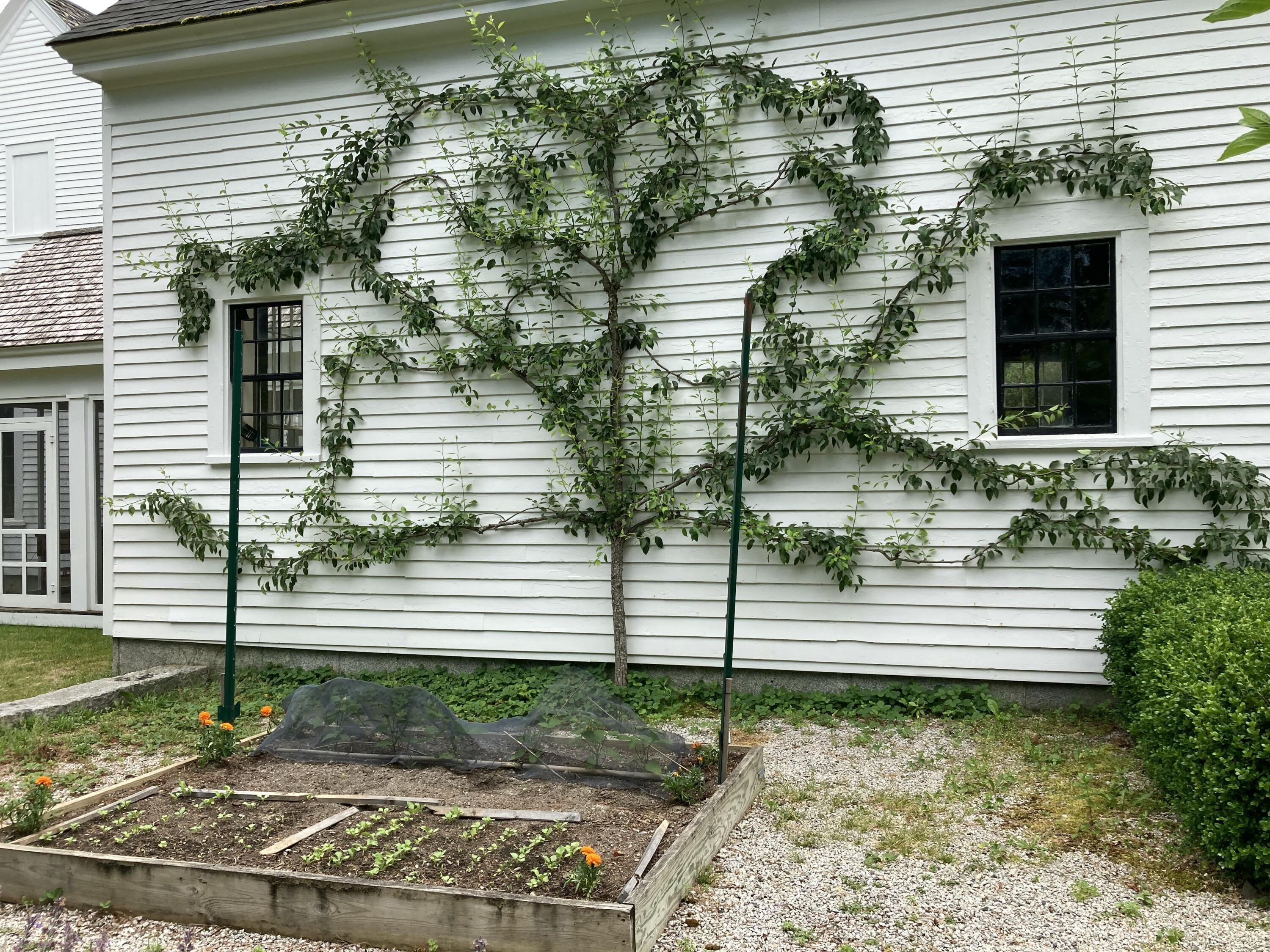 384 Point Road Hancock, ME 04640 - Photo 67 of 70 Espalier pear tree.