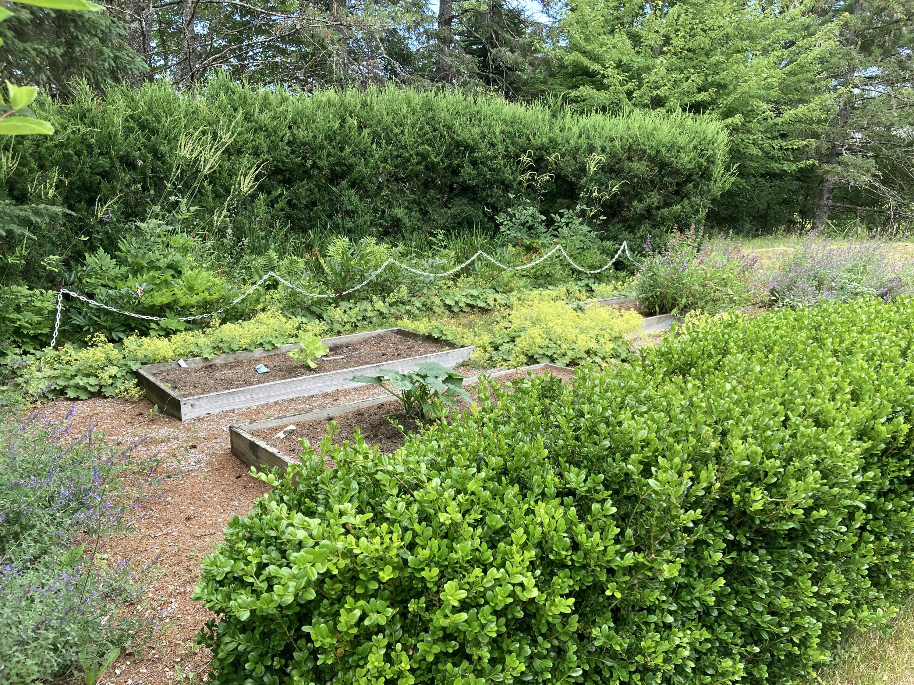 384 Point Road Hancock, ME 04640 - Photo 68 of 70 Boxwood hedge around raised beds.