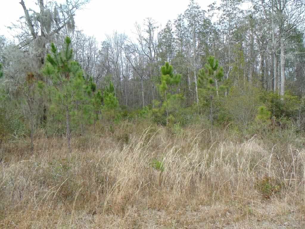 Vacant Southwest San Pedro Road, Unit XX Madison, FL 32340 - Photo 6 of 16 Gallery Image 6
