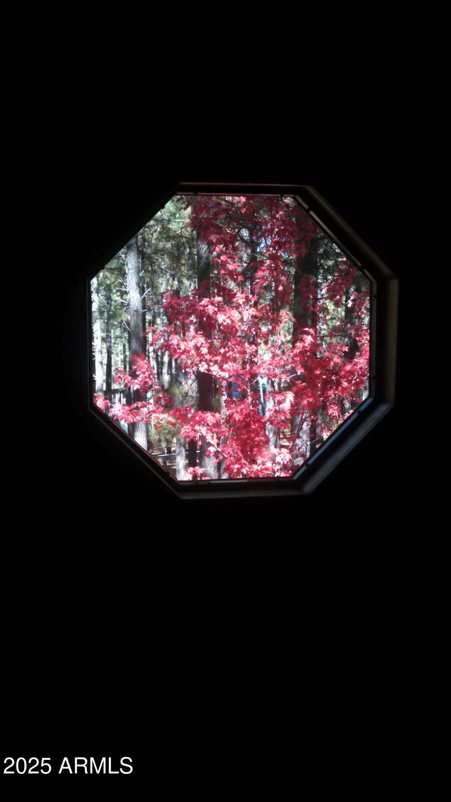 3910 Larson Loop Forest Lakes, AZ 85931 - Photo 57 of 57 Fall Colors