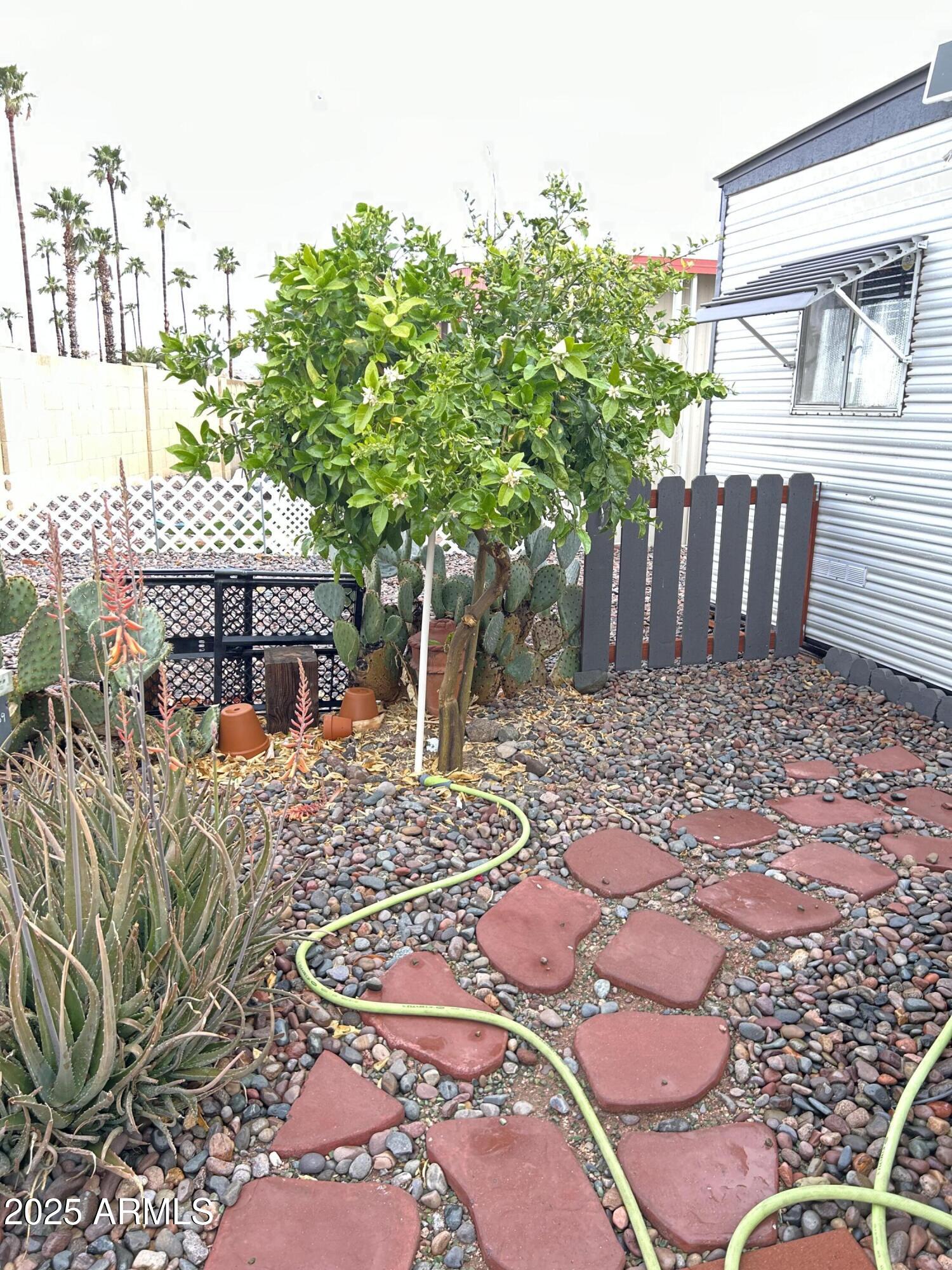 10220 East Apache Trail, Unit 13 Apache Junction, AZ 85120 - Photo 17 of 22 Grapefruit Tree