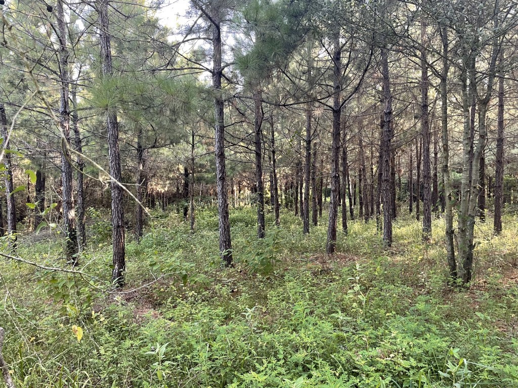 45 Cr 1060 Center Center, TX 75935 - Photo 8 of 15 a big yard with lots of green space and trees