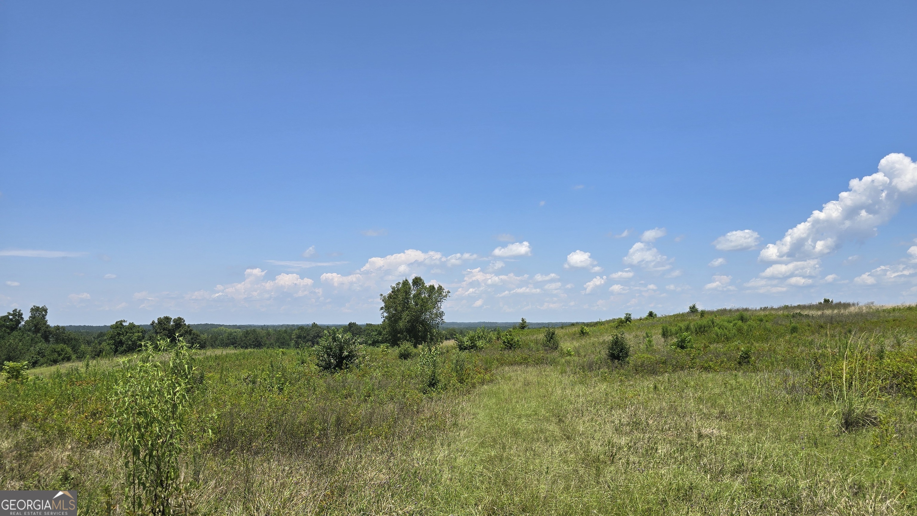 361 Allen Road Musella, GA 31066 - Photo 17 of 41 a view of a lush green forest