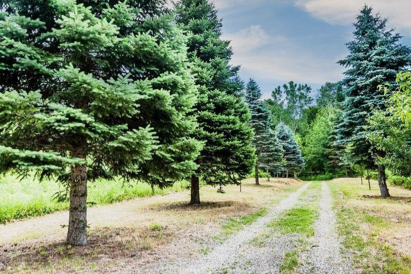 4214 West Olive Branch Road Galien, MI 49113 - Photo 27 of 33 olive driveway
