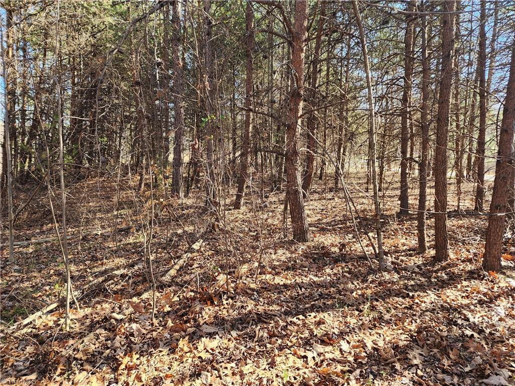 0 Golf Course Road Pilot Mountain, NC 27041 - Photo 5 of 18 Wooded Pine grove offering potential build site.