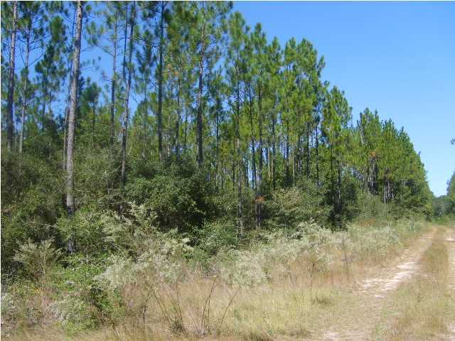 Lot 19 Saunders Road Freeport, FL 32439 - Photo 1 of 1 Gallery Image 1
