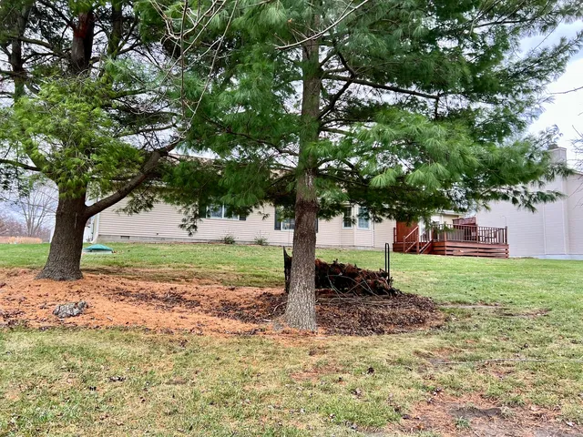 a tree in middle of the garden