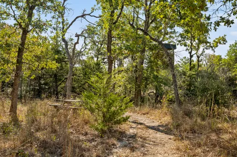 a view of a tree with a tree