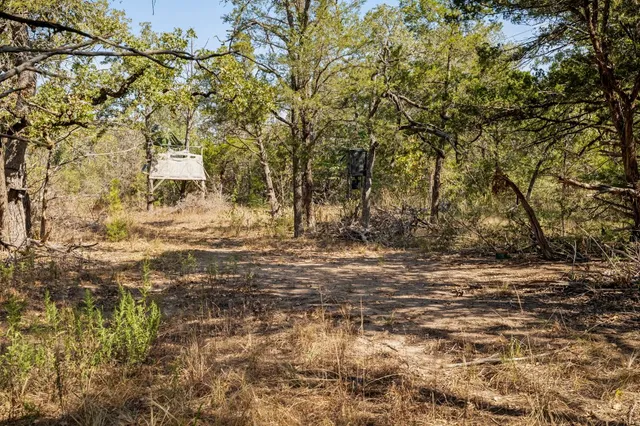 a view of a yard with plants and trees