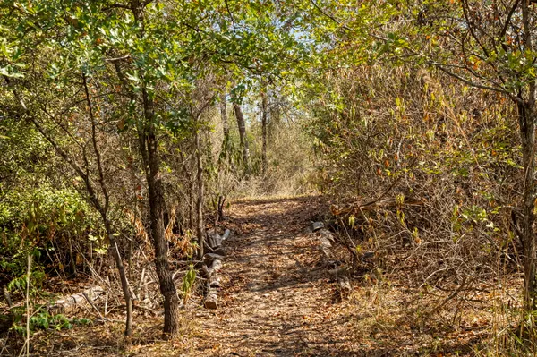 a view of a yard with a tree
