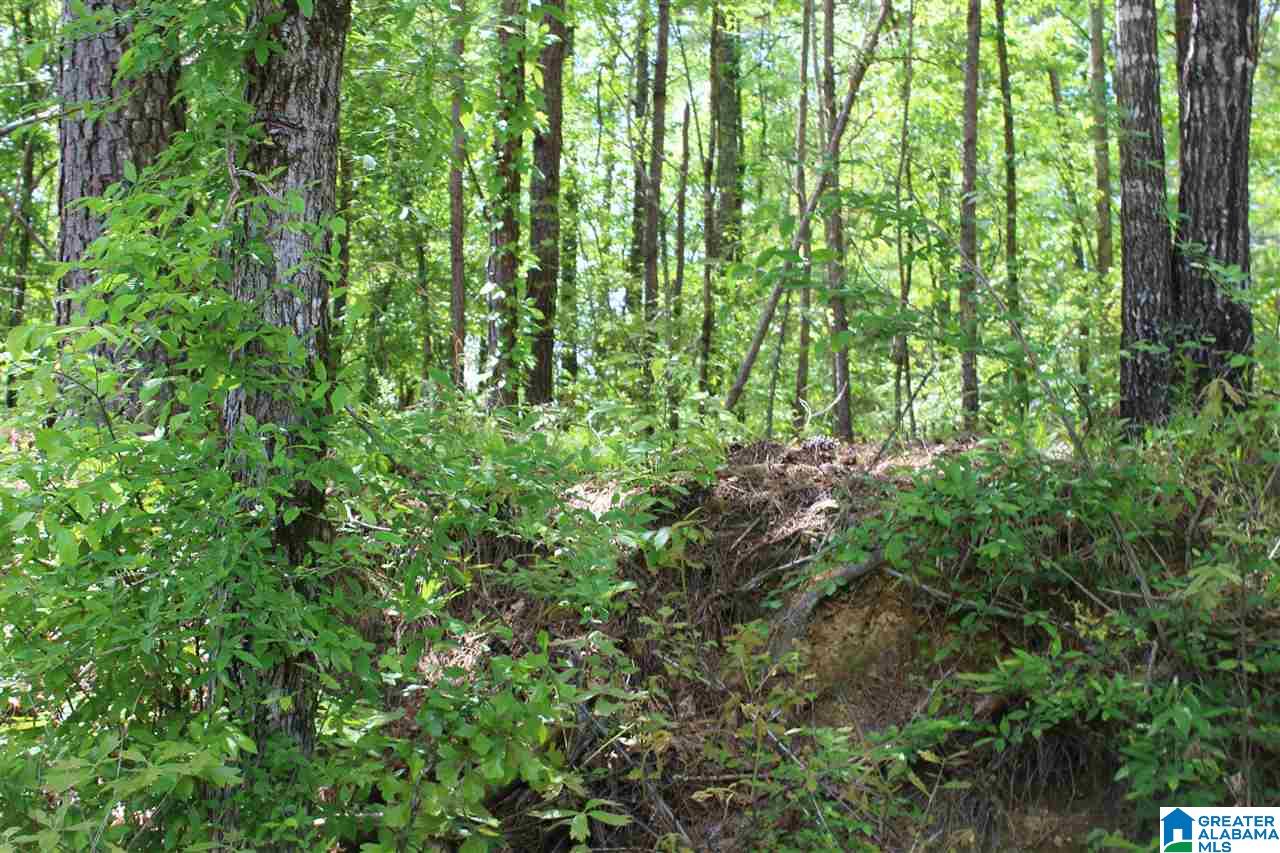 86 Spunky Hollow Road Remlap, AL 35133 - Photo 3 of 9