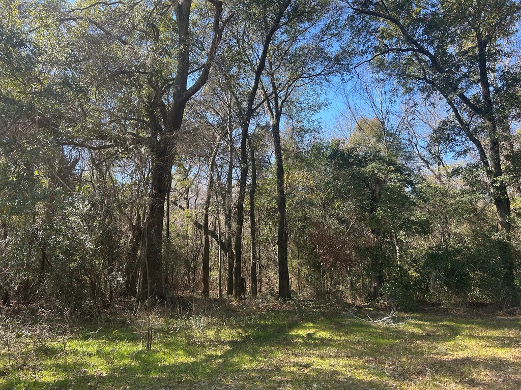 31.5-ac 31.5-ac Rammer Loop Road Dothan, AL 36301 - Photo 44 of 49