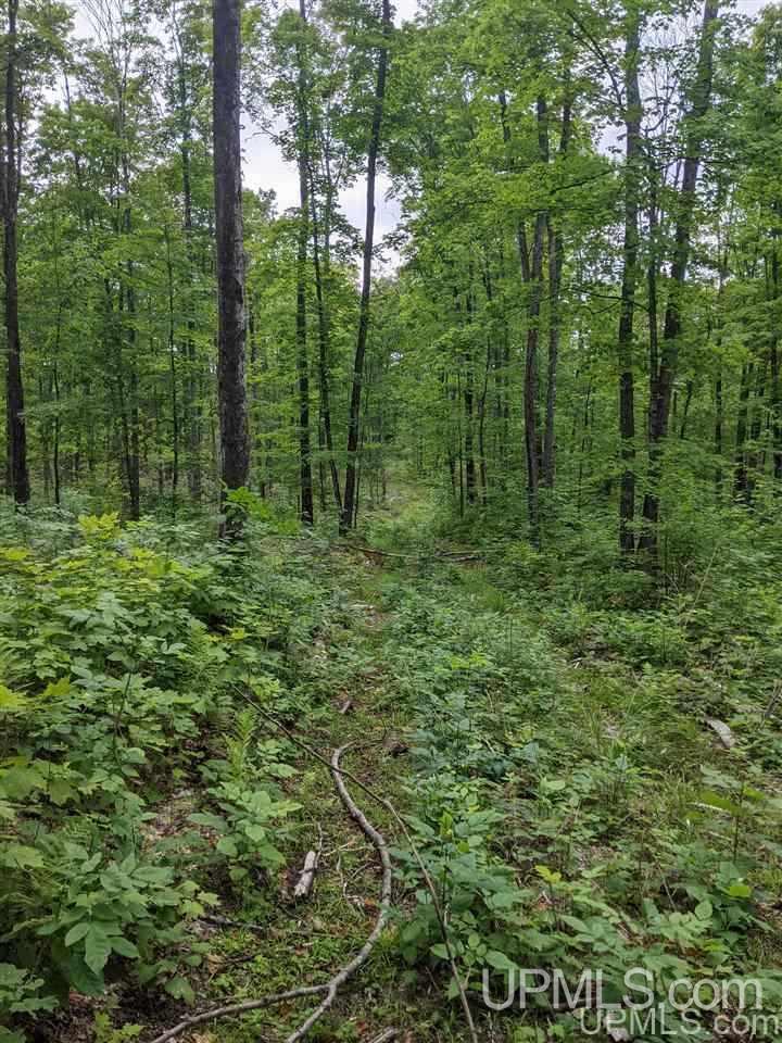 Ffr 4584 Forest Road Iron River, MI 49935 - Photo 3 of 12