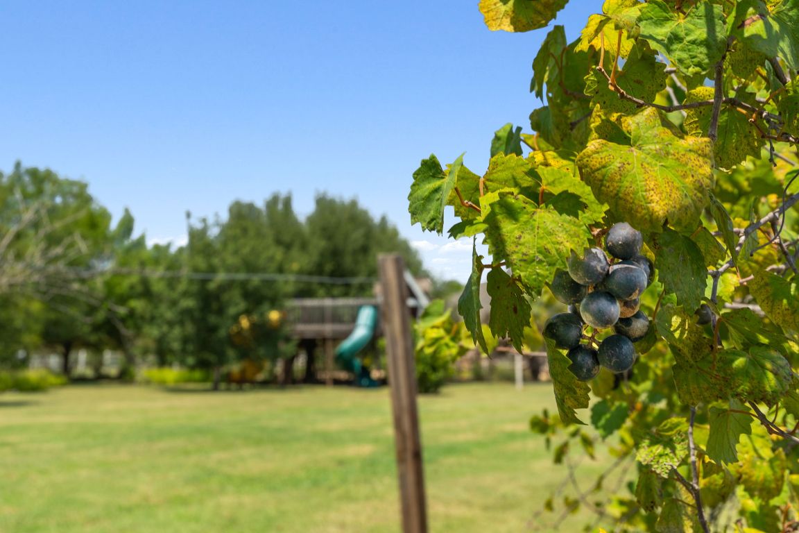 218 Courtnee's Way Georgetown, TX 78626 - Photo 35 of 36 A close-up view reveals clusters of plump grapes ripening on the vine ~