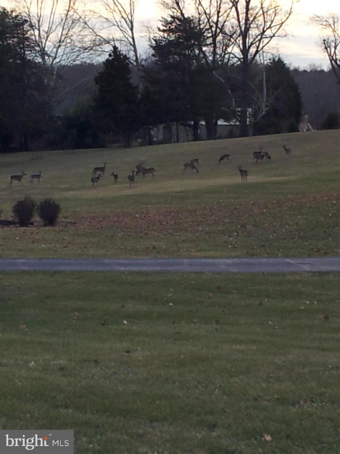 5582 Quiet Brook Road Fairfax, VA 22030 - Photo 31 of 31 Deer wander through nearby neighborhood and park.