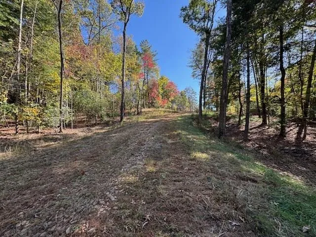 a view of a forest with trees