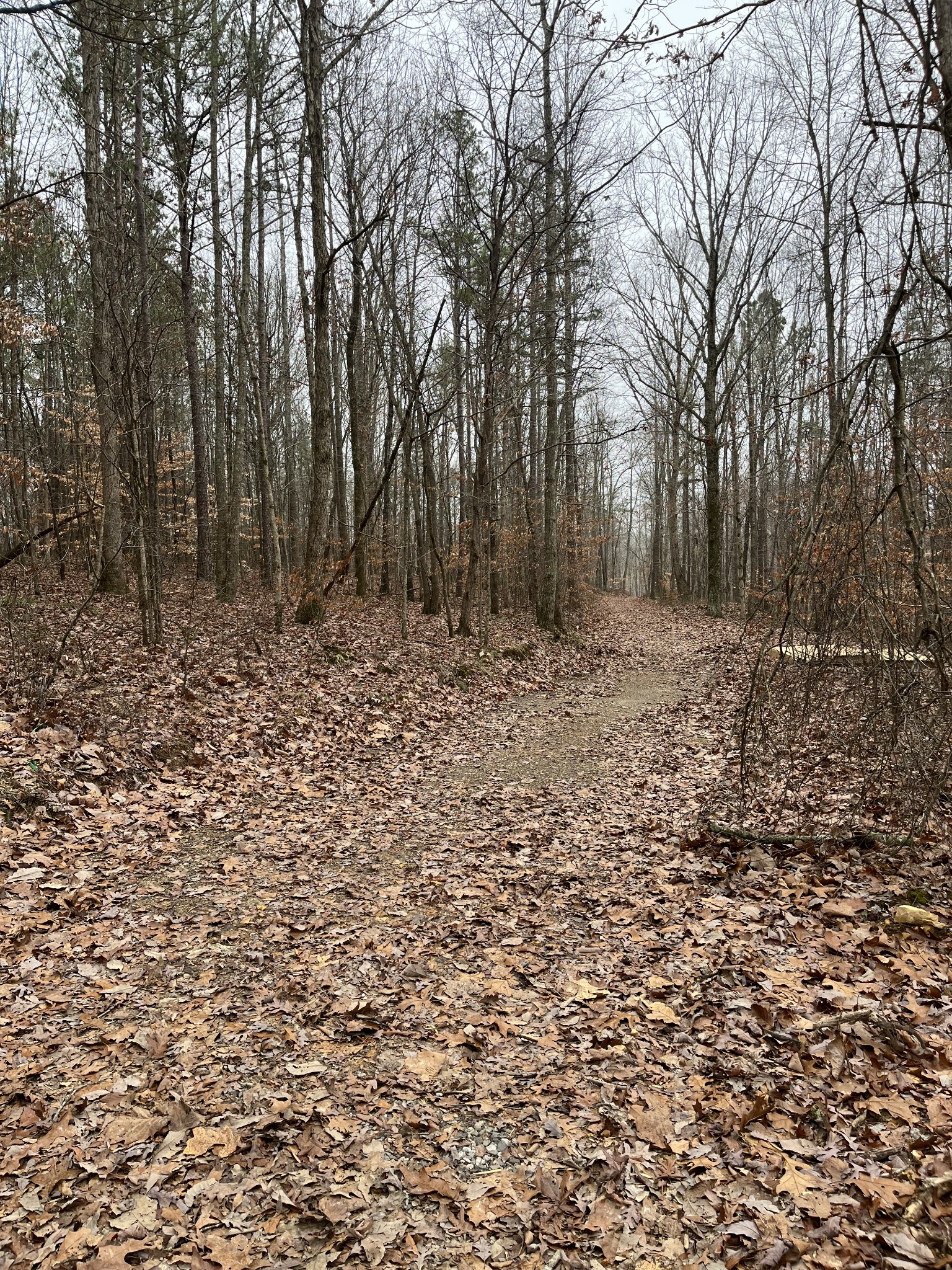 908 Walker Road Hampshire, TN 38461 - Photo 21 of 23 a view of a yard with trees