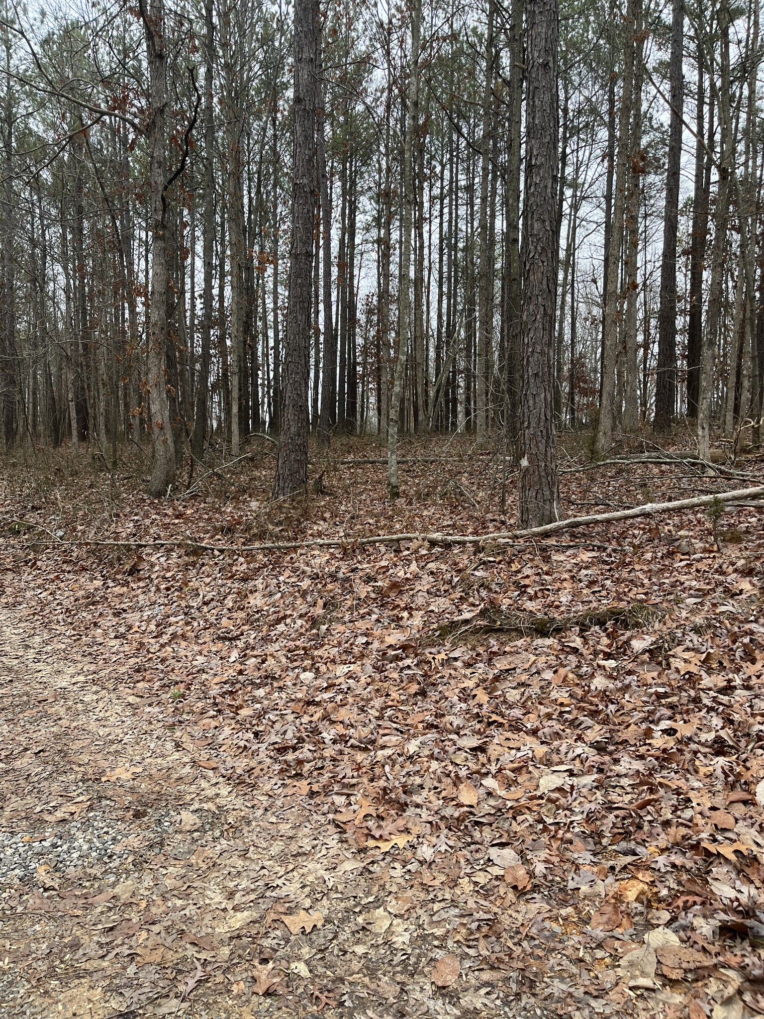 908 Walker Road Hampshire, TN 38461 - Photo 23 of 23 a view of a yard with trees