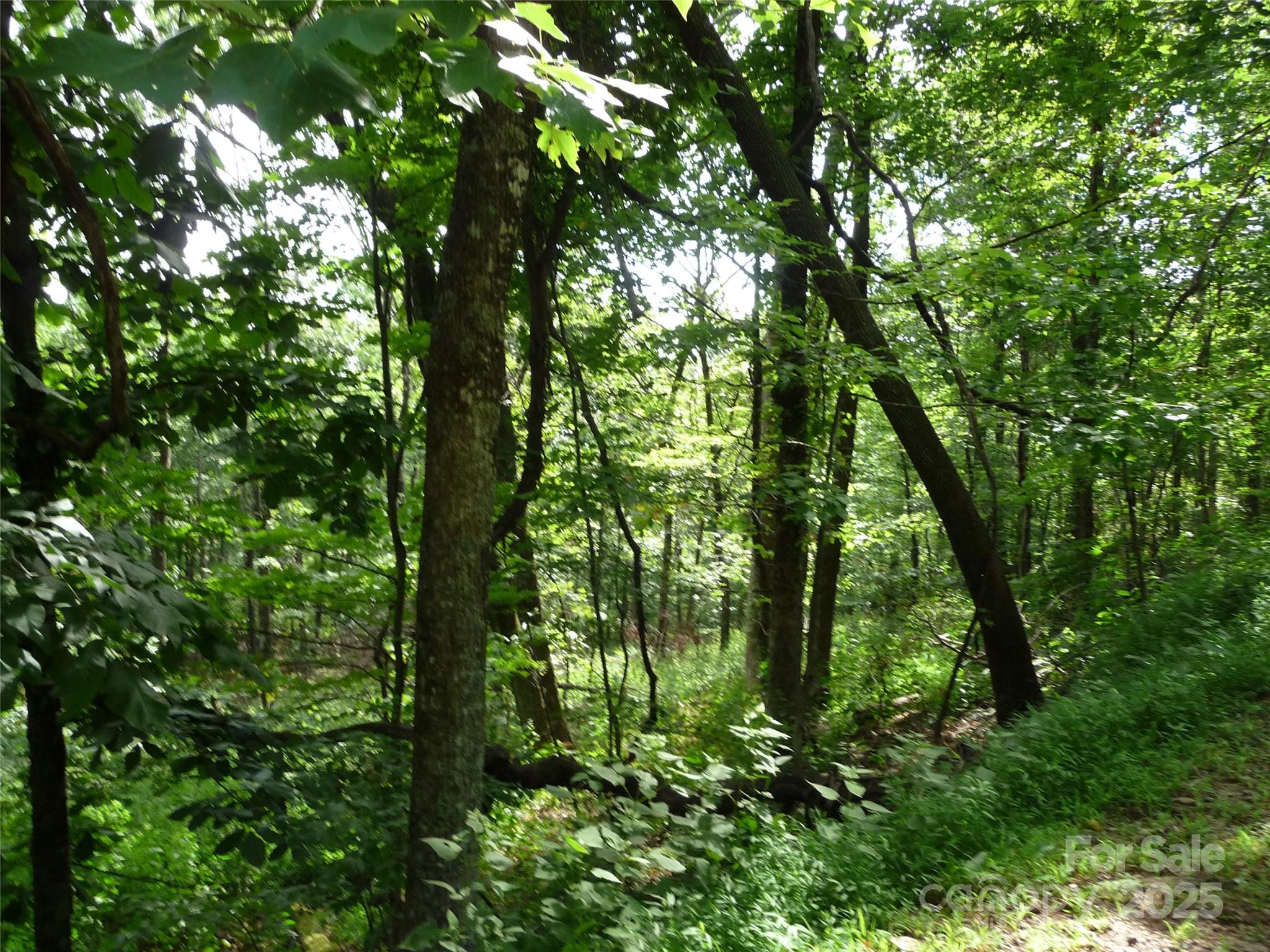 Lot 12 Sunset Ridge Drive, Unit LOT 12 Columbus, NC 28722 - Photo 2 of 10 a backyard of a house with lots of trees