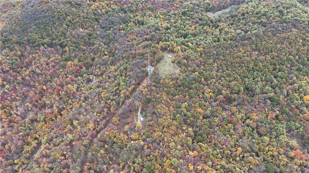 76-acres Along Braughler Road Rochester Mills, PA 15759 - Photo 8 of 26 a close up of a plant