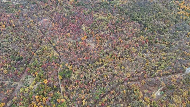 a close up of a plant