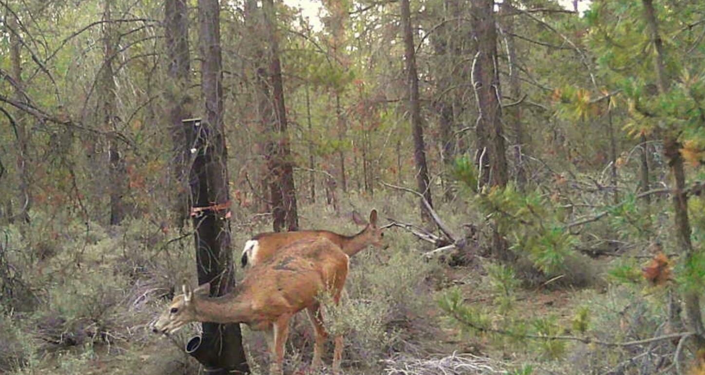 15600 Deedon Lane La Pine, OR 97739 - Photo 10 of 10 Trail Cam Wildlife Pics