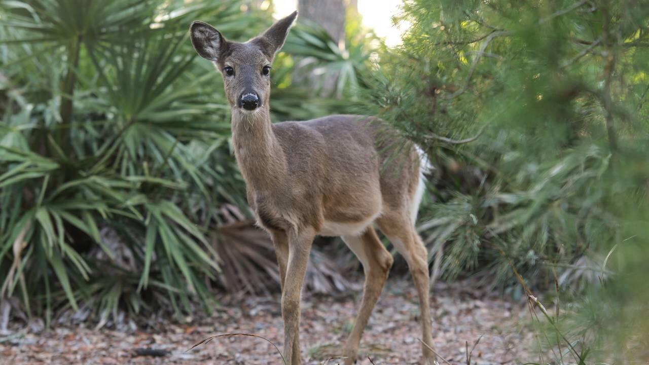 34 Heron's Watch Way, Unit 5101 Santa Rosa Beach, FL 32459 - Photo 29 of 33 Baby Deer