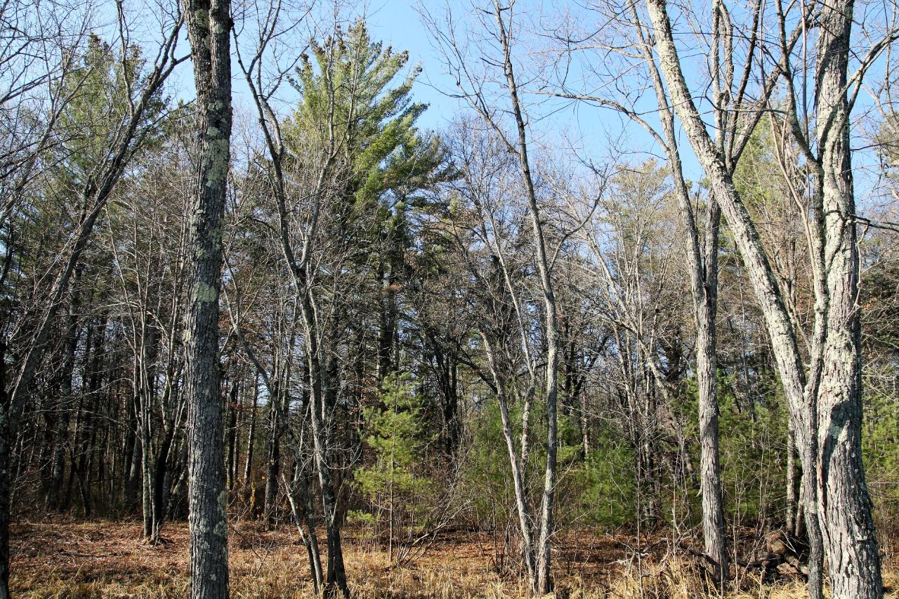 Lot 3 Packers Road Lake Tomahawk, WI 54539 - Photo 5 of 5 Gallery Image 5