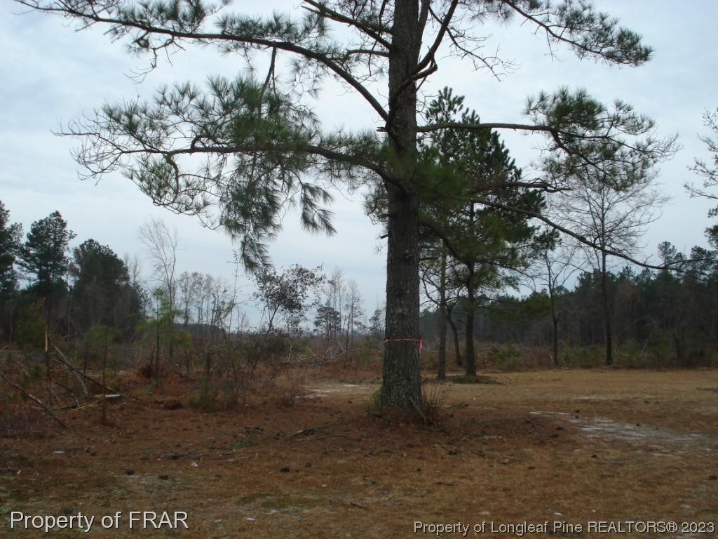 Ozzie Road Clinton, NC 28328 - Photo 1 of 3 a backyard of a house with lots of green space
