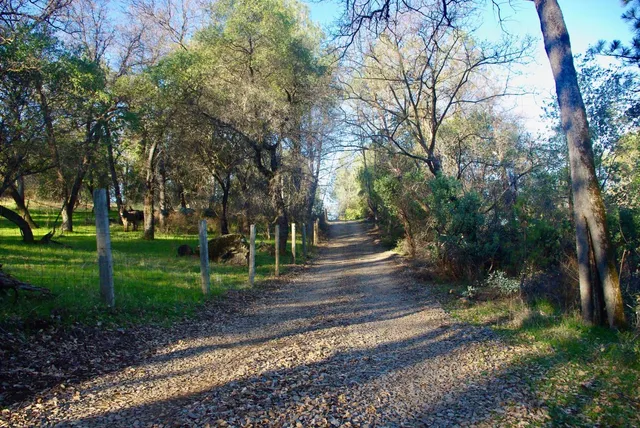 a view of a park with large trees