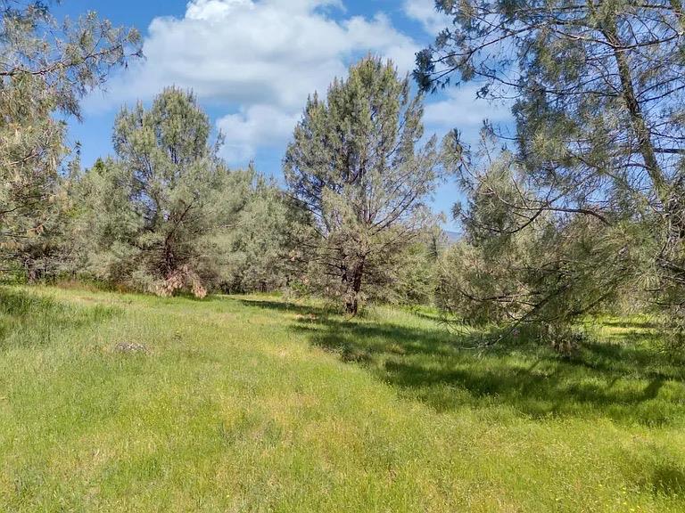14331 Beitler Road Nevada City, CA 95959 - Photo 11 of 36 a view of a field with an trees