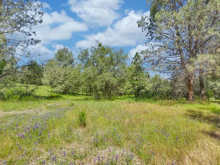 14331 Beitler Road Nevada City, CA 95959 - Photo 12 of 36 a yard with a house in the background