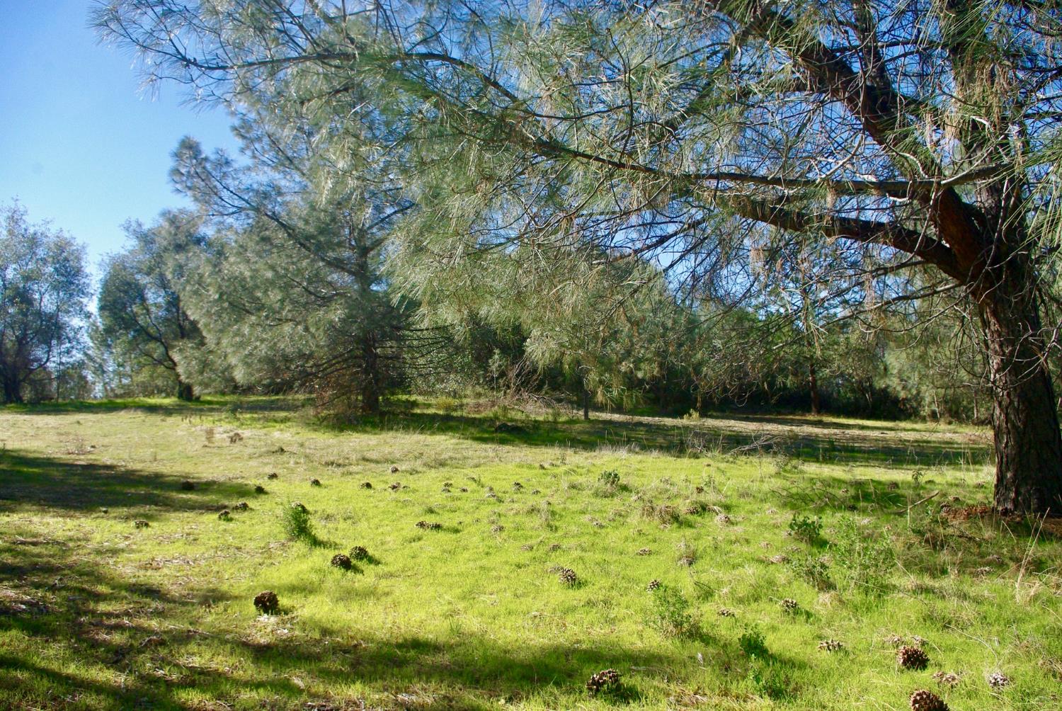 14331 Beitler Road Nevada City, CA 95959 - Photo 4 of 36 a view of a yard with large trees