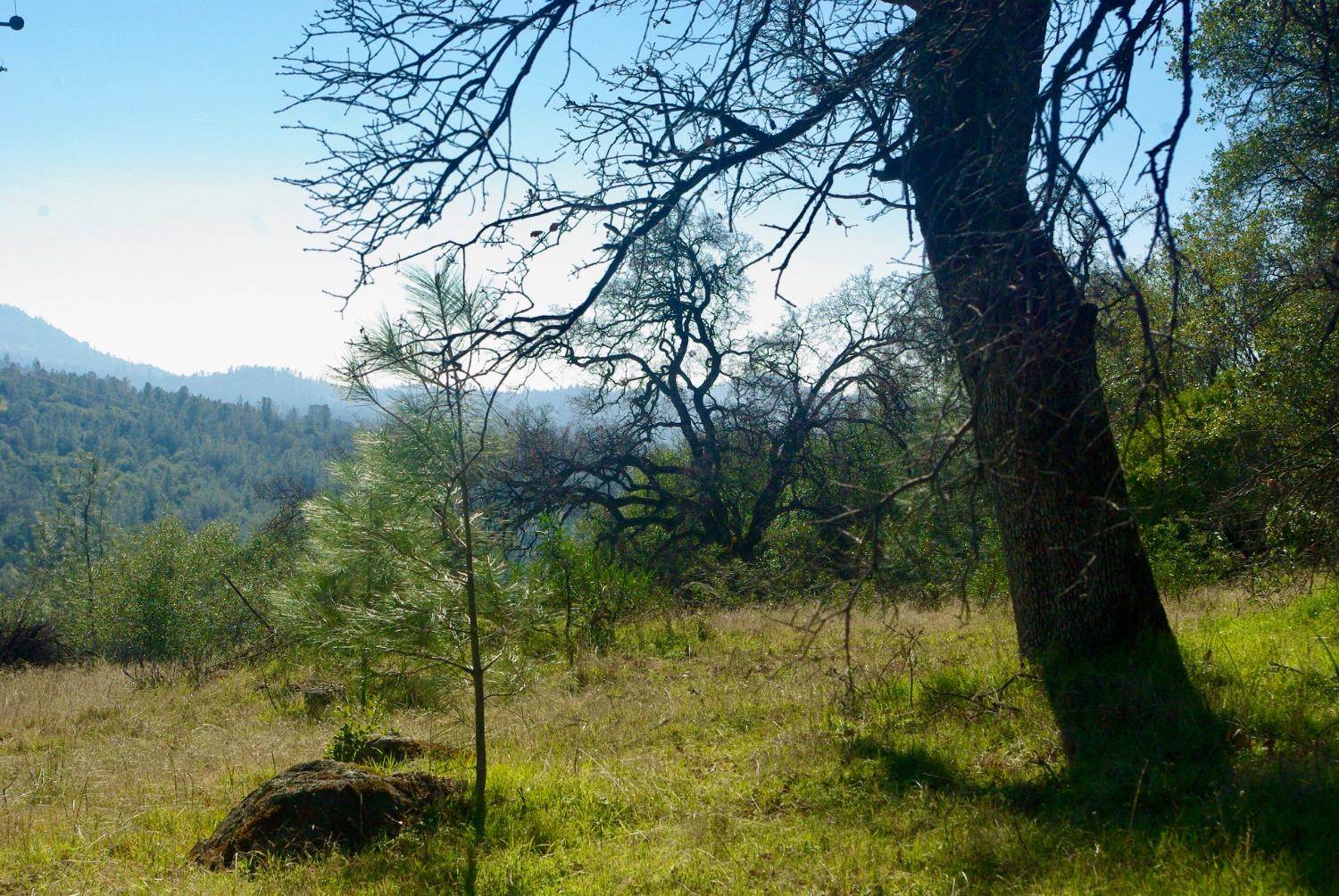 14331 Beitler Road Nevada City, CA 95959 - Photo 5 of 36 a backyard of a house with lots of green space