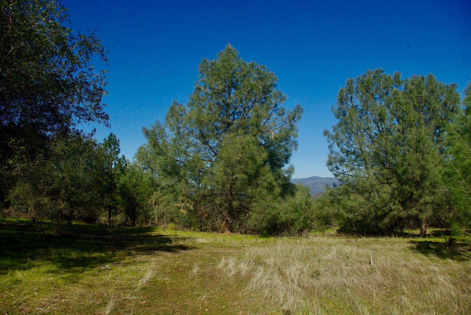 14331 Beitler Road Nevada City, CA 95959 - Photo 7 of 36 a view of a yard