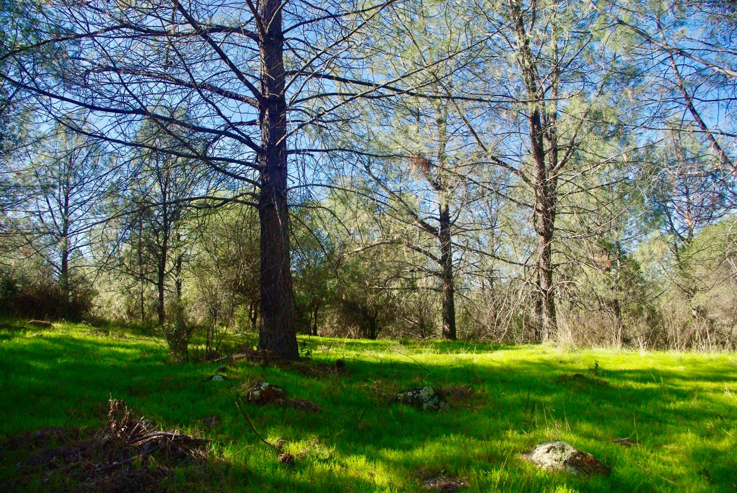 14331 Beitler Road Nevada City, CA 95959 - Photo 9 of 36 a view of outdoor space