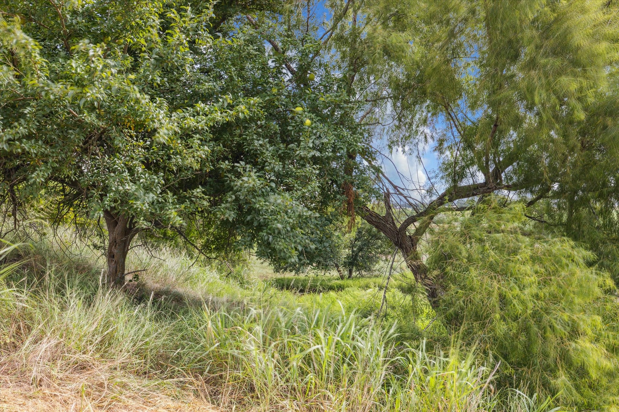 230 Vineyard View Trail Carmine, TX 78932 - Photo 3 of 12 a view of a yard of a house