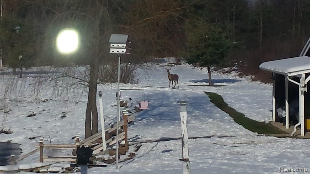 11880 Speaker Road Yale, MI 48097 - Photo 25 of 28 This is a view of a deer on the property.