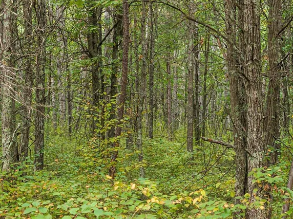 $149,000 | Parcel F East Horseshoe Lake Road, Merrifield, MN 56465