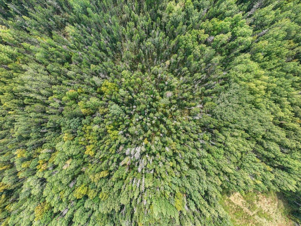 Parcel F Southwest Horseshoe Lake Road Merrifield, MN 56465 - Photo 28 of 28