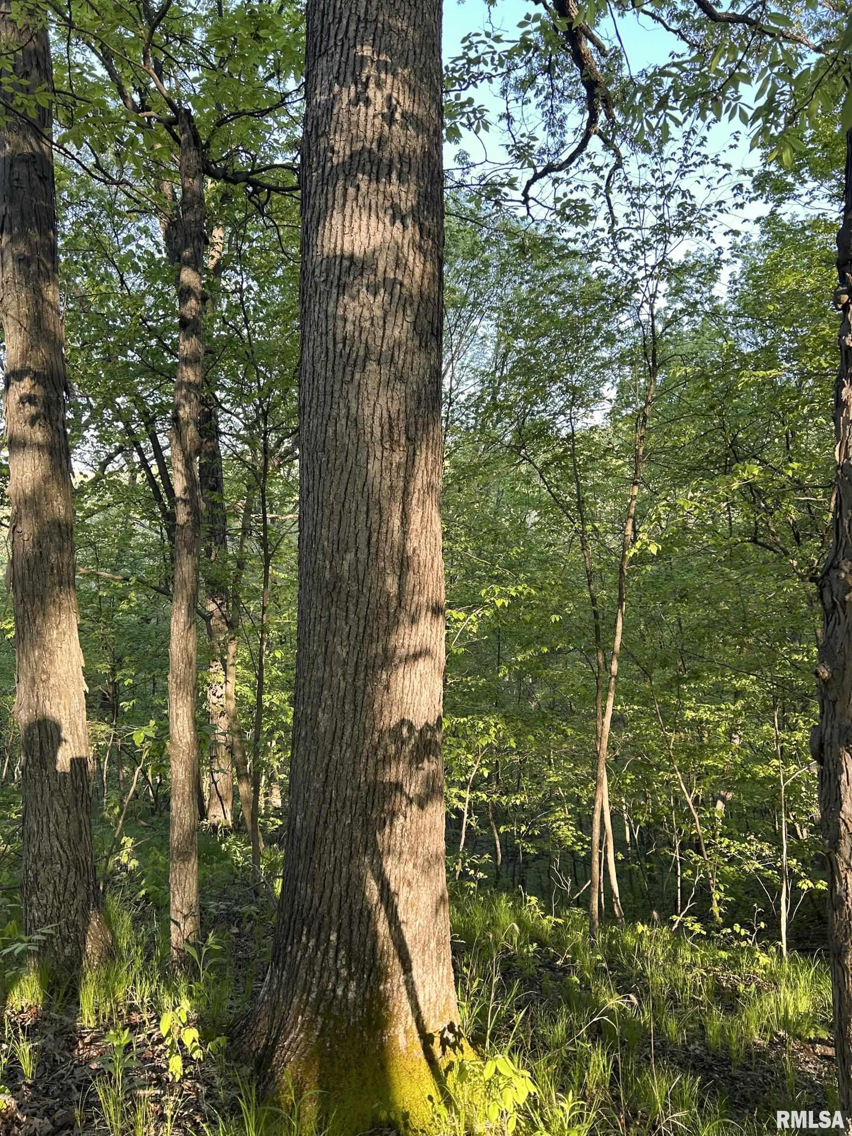 0 North Chambers Road Smithfield, IL 61477 - Photo 19 of 42