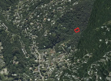 a view of a tree with a tree